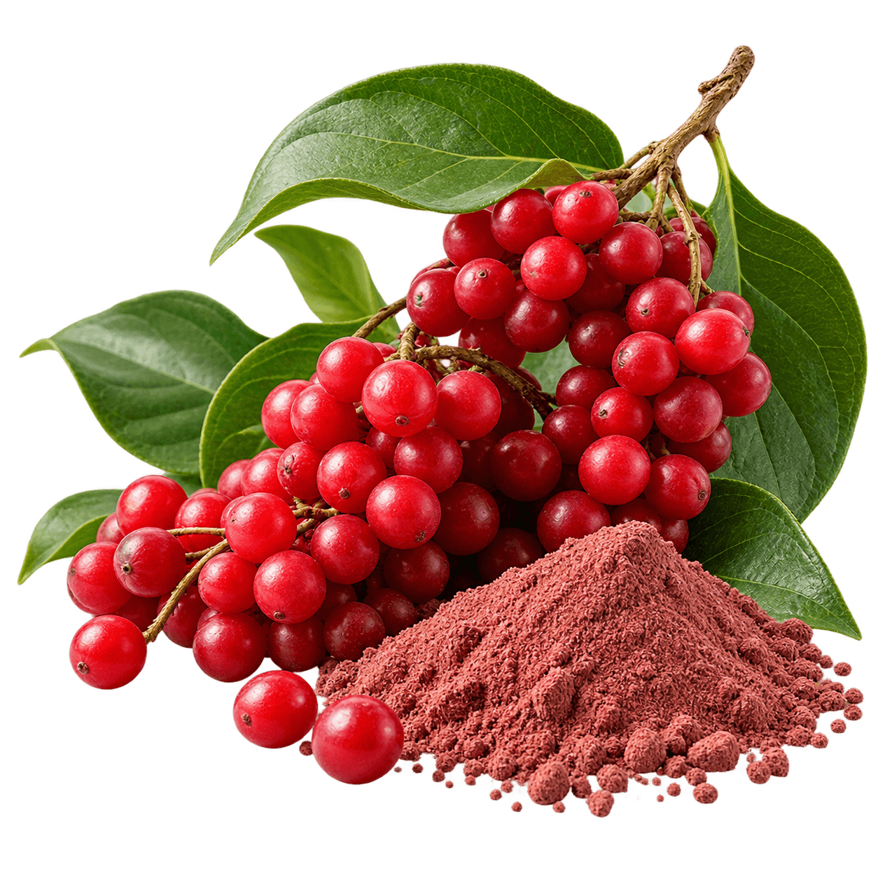 Schisandra